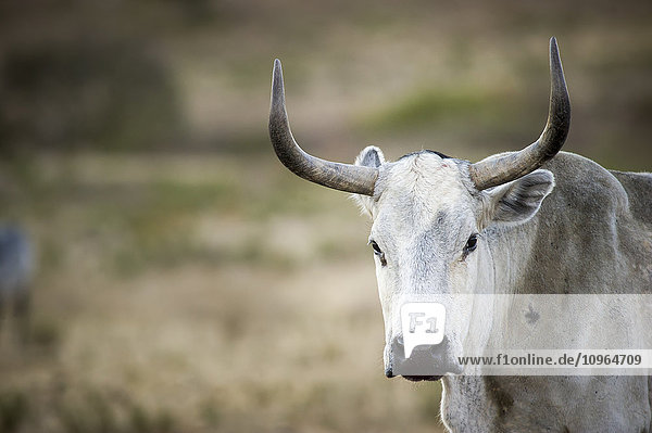 Nguni-Rinder auf einer Farm; Stellenbosch  Westkap  Südafrika'.