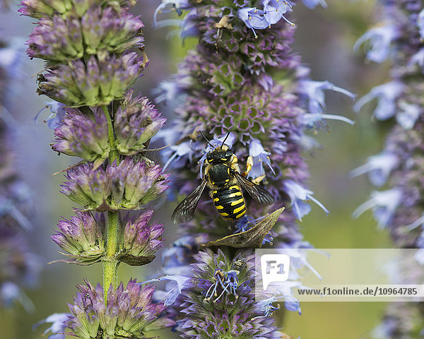 Eine Biene tankt Nektar von Blumen in einem Garten; Astoria  Oregon  Vereinigte Staaten von Amerika'.