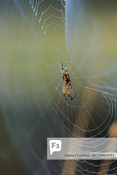 'Eine Kugelweberspinne (Araneus diadematus) pflegt ihr Netz; Astoria  Oregon  Vereinigte Staaten von Amerika'.