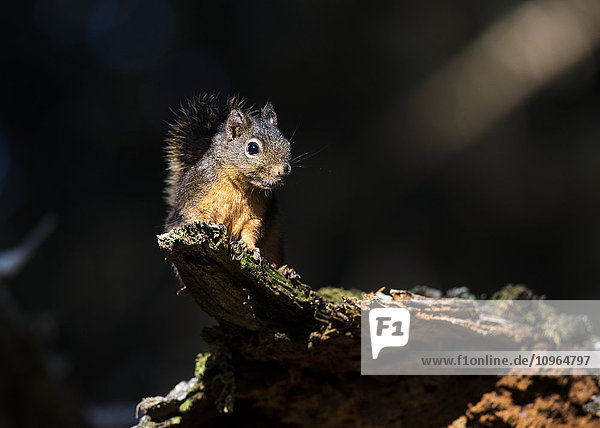 Douglas-Eichhörnchen (Tamiasciurus douglasii) schaut von einem Baumstamm herunter; Ilwaco  Washington  Vereinigte Staaten von Amerika'.