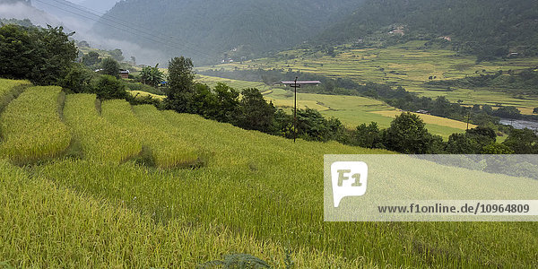 Üppiges grünes Gras an einem Hang mit Blick auf das Tal; Thimphu  Bhutan'.