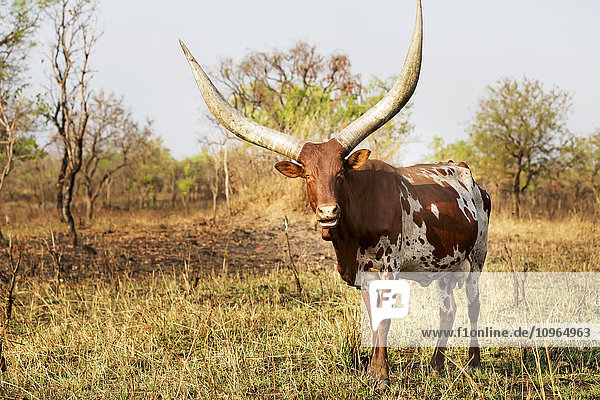 'Horned cow; Uganda'
