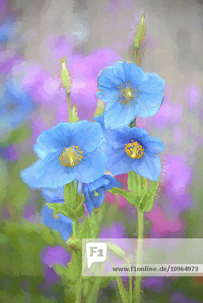 Blauer Mohn (Meconopsis grandis) wächst in einem Garten in Alaska; Kodiak, Alaska, Vereinigte Staaten von Amerika'.
