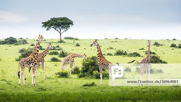 Giraffen (Giraffa camelopardalis)  Murchison Falls National Park; Urganda'.