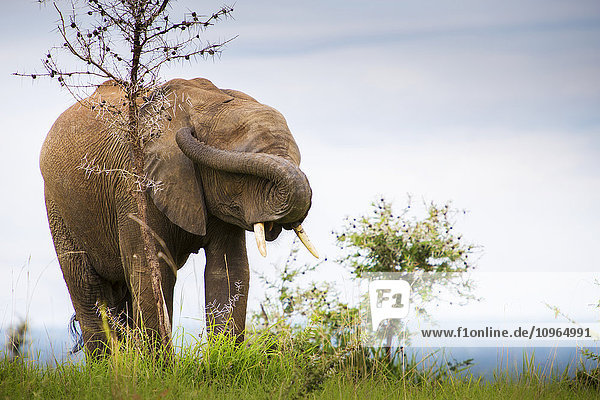 Ein Elefant  dessen Rüssel über sein Gesicht gebogen ist  um seine Augen zu bedecken und seine Ohren zu verstopfen  Murchison Falls National Park; Uganda'.