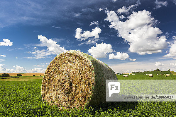 'Close up of large round hay bale in an alfalfa field with clouds and blue sky; Acme  Alberta  Canada'
