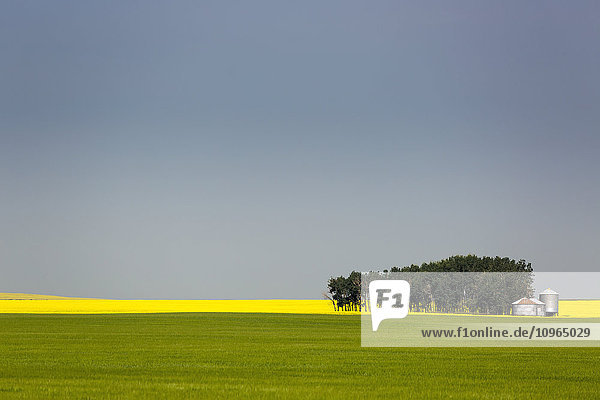 Ein blühendes Rapsfeld in der Ferne  eingerahmt von einem grünen Weizenfeld mit einer Baumgruppe  metallenen Getreidespeichern und blauem Himmel; Acme  Alberta  Kanada'.