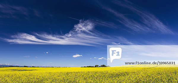 Blühendes Rapsfeld mit Wolkenfetzen und blauem Himmel; Alberta  Kanada'.