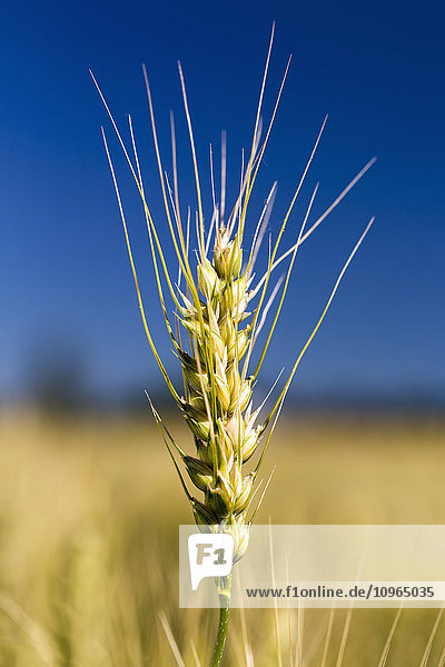 Nahaufnahme eines reifenden Weizenkopfes in einem Feld mit blauem Himmel; Acme  Alberta  Kanada'.