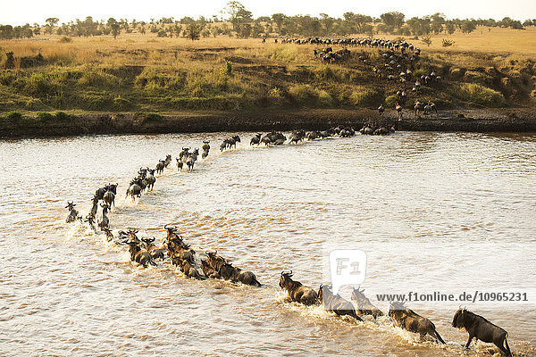 'Large group of Wildebeest (Connochaetes taurinus) surges across the flooded Mara River in Serengeti National Park; Tanzania'