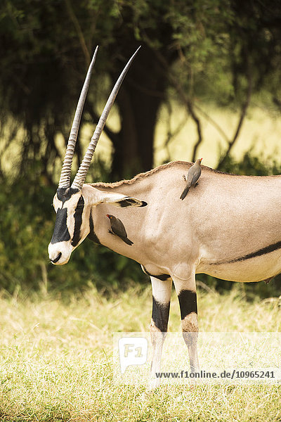 Rotschnabel-Madenhacker (Buphagus erythrorhynchus) auf einem Beisa-Oryx  Samburu-Nationalreservat; Kenia'.