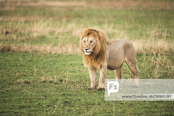 'Thick-maned male lion (Panthera leo) stands in short grass Serengeti National Park; Tanzania'