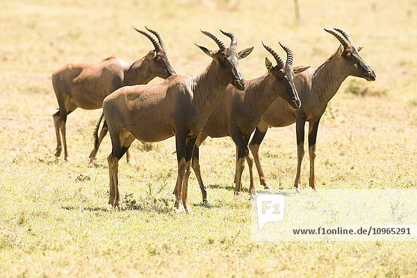 'Group of male Topi (Damaliscus lunatus) standing in short grass Serengeti National Park; Tanzania'