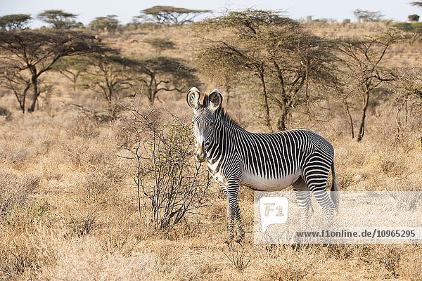 Grevy's Zebra (Equus grevyi) stehend in der Trockensavanne  Samburu National Reserve; Kenia'.