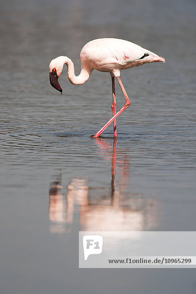 Kleiner Flamingo (Phoeniconaias minor) im seichten Wasser  Lake Nakuru National Park; Kenia'.