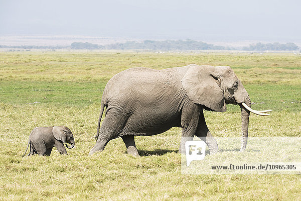 Weiblicher Afrikanischer Elefant (Loxodonta africana)  gefolgt von einem jungen Kalb  Amboseli National Park; Kenia'.