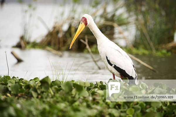 Gelbschnabelstorch (Mycteria ibis)  Naivasha-See; Kenia'.