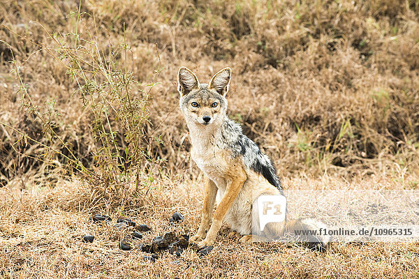 'Black-backed Jackal (Canis mesomelas) Ngorongoro Crater; Tanzania'