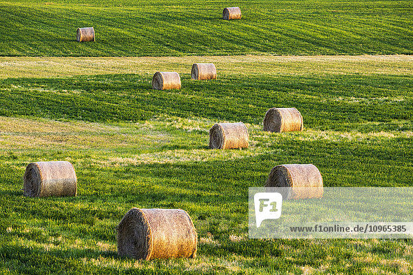 Große runde Heuballen in einem gemähten Alfalfa-Feld; Alberta  Kanada'.