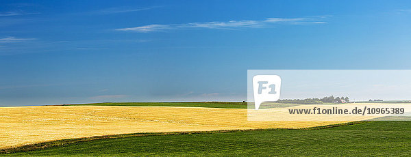 Ein Streifen eines goldenen Getreidefeldes  eingerahmt von grünen Feldern mit blauem Himmel und Wolken; Acme  Alberta  Kanada'.