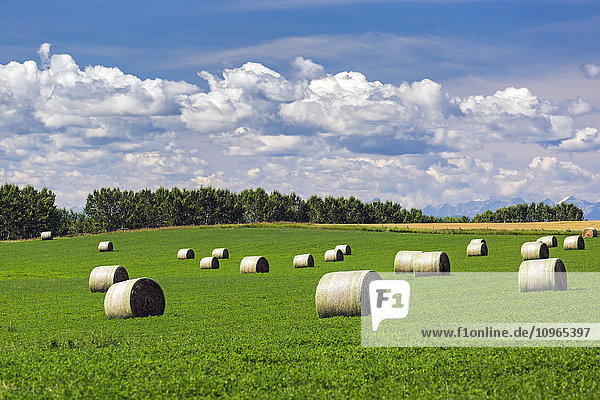 Große runde Heuballen in einem Alfalfa-Feld mit Wolken und blauem Himmel; Acme  Alberta  Kanada'.