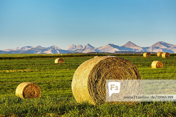 'Round hay bales in a green field at sunrise with mountain range in the background and blue sky; Alberta  Canada'