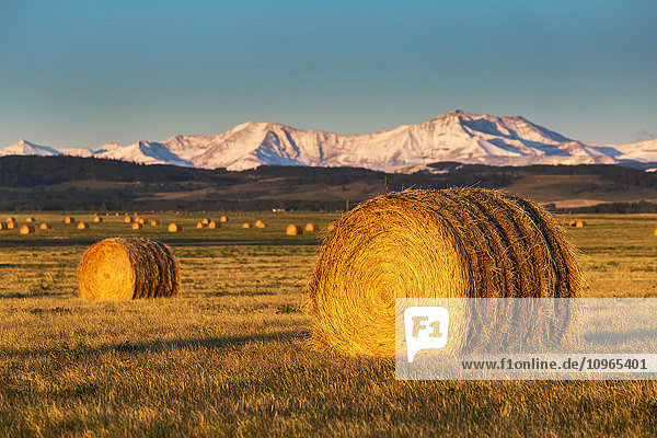 'Large round hay bales in a field at sunrise with foothills and snowy mountain range in the background and blue sky; Alberta  Canada'