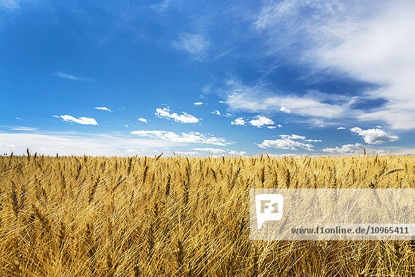 Goldenes reifes Weizenfeld mit blauem Himmel und Wolken; Alberta  Kanada'.