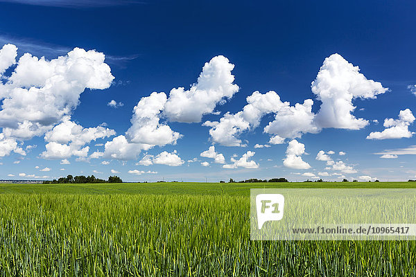 'Green barley field with clouds and blue sky; Calgary  Alberta  Canada'