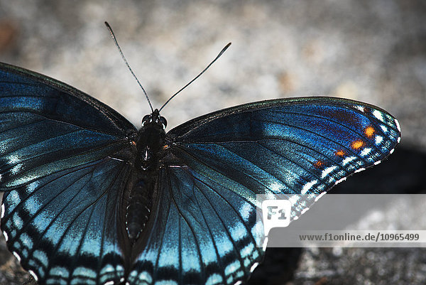 Rotfleckiger Schmetterling (Limenitis arthemis) saugt das Sonnenlicht auf; Vian  Oklahoma  Vereinigte Staaten von Amerika'.