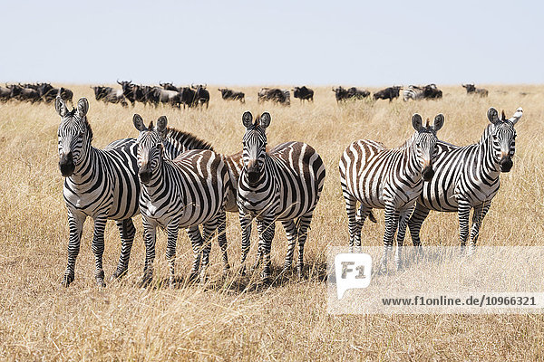 Eine Reihe von fünf Zebras (Equus quagga) starrt in die Kamera  umgeben vom langen Gras der afrikanischen Savanne  eine Herde Gnus (Connochaetes) ist am Horizont im Hintergrund unter einem blauen Himmel zu sehen; Narok  Kenia