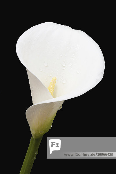 Nahaufnahme einer weißen Aronstab- oder Calla-Lilie (Zantedeschia aethiopica)  die von Wassertropfen bedeckt ist  vor einem schwarzen Hintergrund; London  England'.