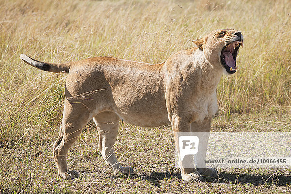 Eine Löwin (Panthera leo) steht im Gras der afrikanischen Savanne und gähnt mit geschlossenen Augen und weit geöffnetem Maul  das alle ihre Zähne zeigt; Narok  Kenia'.