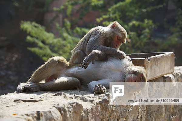 Rhesusaffen (Macaca mulatta) bei der Pflege eines Männchens; Dharpatha Mal  Madhya Pradesh  Indien'.
