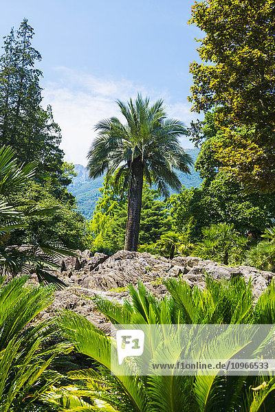 'Palm tree and lush vegetation; Brissago Islands  Ticino  Switzerland'