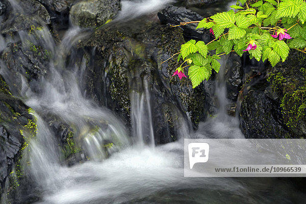 Ein Zweig mit Lachsbeerenblüten und -blättern drapiert über einem Wasserfall, Kodiak, Alaska