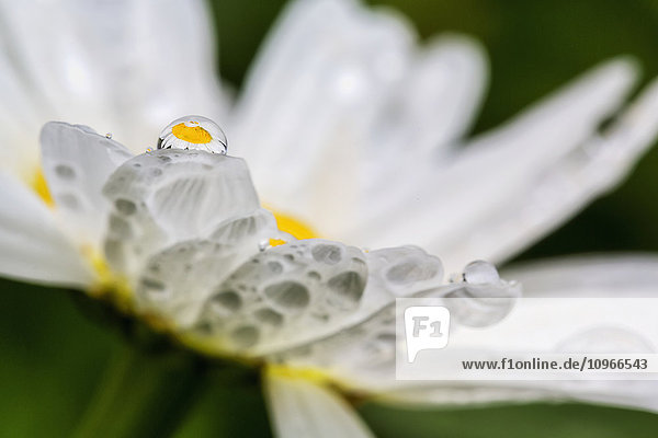Nahaufnahme eines Gänseblümchens mit einem Wassertropfen, in dem sich die Blüte spiegelt
