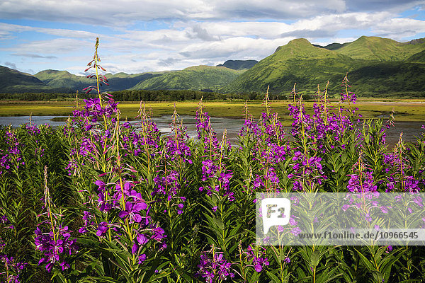 Blick auf die Insel Kodiak mit Fireweed im Vordergrund  Südwest-Alaska  Sommer