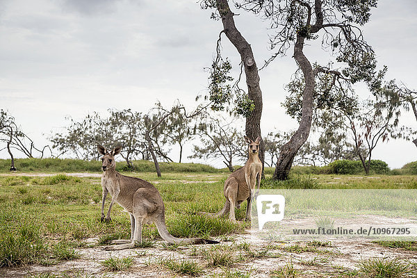 Kängurus an der Nordküste von Noosa; Queensland  Australien'.
