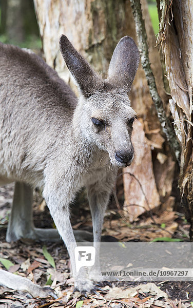 Graues Känguru an einem Baum; Beerwah  Queensland  Australien'.