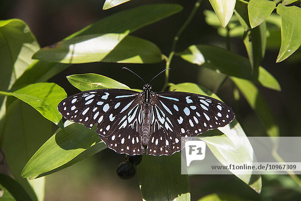Ein schwarz-blauer Schmetterling  der sich auf einem Blatt ausruht; Queensland  Australien'.