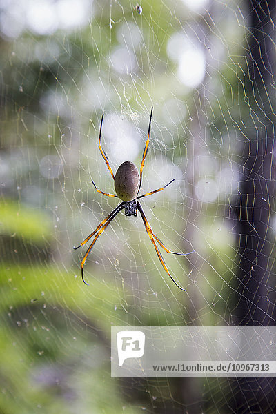 Spinne in einem Netz; Noosa Heads  Queensland  Australien