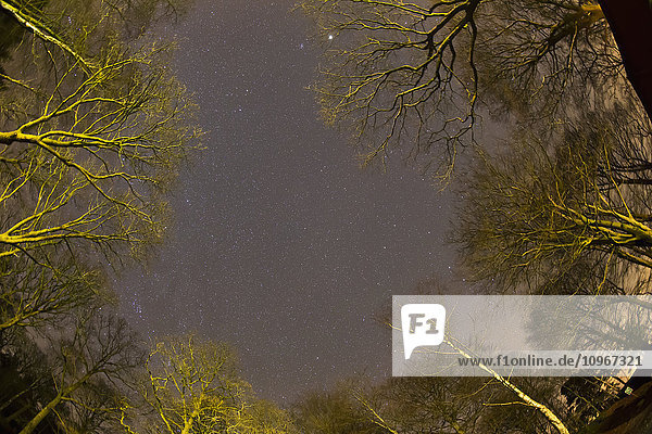 Ansicht von Sternen am Himmel mit beleuchteten Bäumen bei Nacht; Clappersgate  England'.