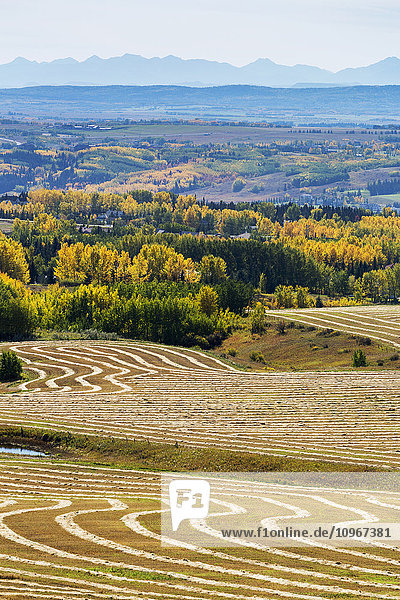 Rollende Hügel mit interessant gemusterten Erntelinien aus geschnittenem Getreide  die das Sonnenlicht reflektieren  mit den Herbstfarben der Bäume im Hintergrund und der Silhouette der Berge in der Ferne; Alberta  Kanada'.
