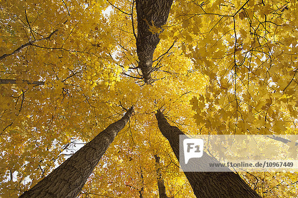 Niedriger Blickwinkel auf goldene Blätter an einem Baum im Herbst; Brampton  Ontario  Kanada'.