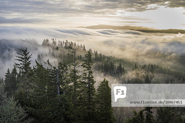 'Nebel und Wald von Coxcomb Hill aus gesehen; Astoria  Oregon  Vereinigte Staaten von Amerika'.