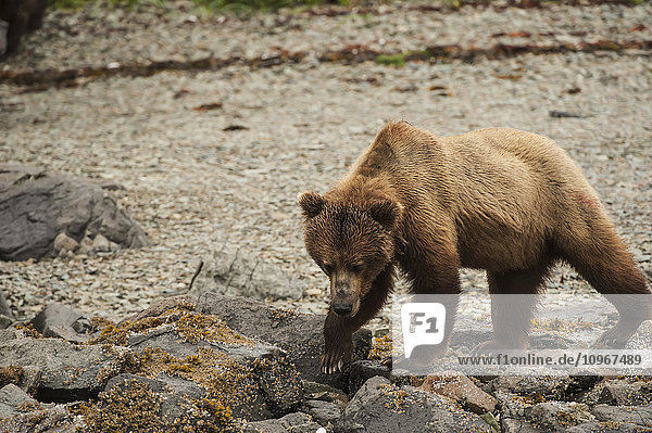 Eine Braunbärensau sucht am Ufer der Kukak Bay  Katmai National Park & Preserve  Alaska  nach Nahrung.