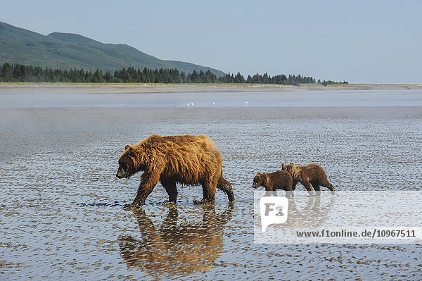 Eine Braunbärensau und ihre Jungen wandern bei Ebbe auf der Suche nach Muscheln über das Watt  Lake Clark National Park & Preserve  Alaska.
