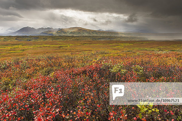 Ein Sturm zieht über die Herbstfarben und die Berge der Alaska Range im Denali National Park & Preserve  Alaska.
