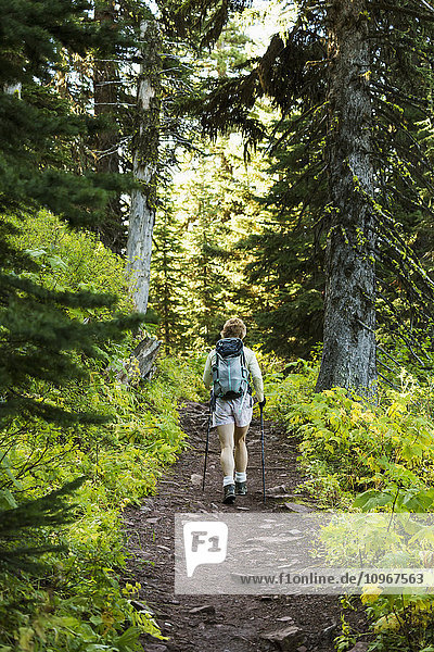 'Female hiker with poles on forest trail; Waterton  Alberta  Canada'